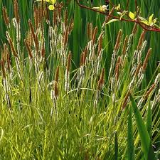 Attēlu rezultāti vaicājumam “Carex elata flower”