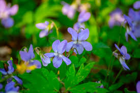 Attēlu rezultāti vaicājumam “Viola reichenbachiana leaf”