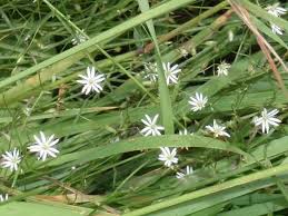 Attēlu rezultāti vaicājumam “Stellaria longifolia”