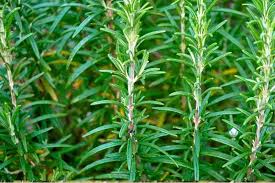 Image result for Rosmarin