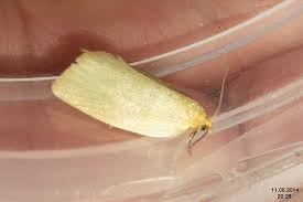 Attēlu rezultāti vaicājumam “Aphelia paleana”