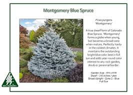 Attēlu rezultāti vaicājumam “Picea pungens”