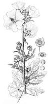 Image result for Malva alcea
