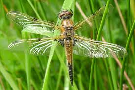Attēlu rezultāti vaicājumam “Libellula quadrimaculata imago”
