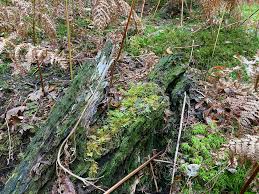 Attēlu rezultāti vaicājumam “Tritomaria exsectiformis”