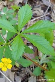 Attēlu rezultāti vaicājumam “Potentilla erecta leaf”
