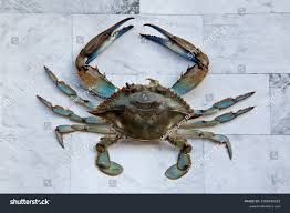 Image result for Callinectes sapidus