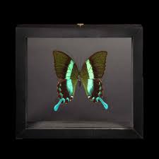 Attēlu rezultāti vaicājumam “Papilionidae”