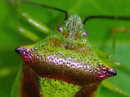 Attēlu rezultāti vaicājumam “Acanthosoma haemorrhoidale imago”