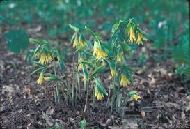Attēlu rezultāti vaicājumam “Uvularia grandiflora flower”