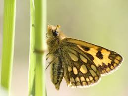 Attēlu rezultāti vaicājumam “Carterocephalus silvicolus”