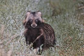 Attēlu rezultāti vaicājumam “Nyctereutes procyonoides”