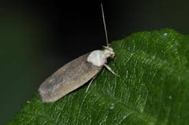 Attēlu rezultāti vaicājumam “Depressaria depressana”