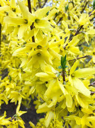 Attēlu rezultāti vaicājumam “Forsythia”