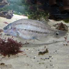 Image result for Symphodus bailloni