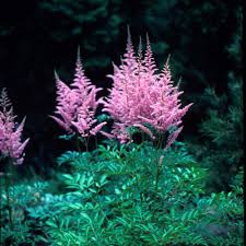 Attēlu rezultāti vaicājumam “Astilbe chinensis leaf”
