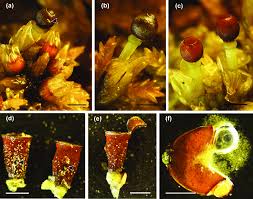 Attēlu rezultāti vaicājumam “Sphagnum sporophyte”