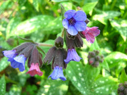 Image result for Lungenkraut