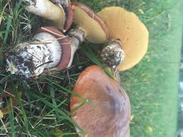 Attēlu rezultāti vaicājumam “Suillus luteus”