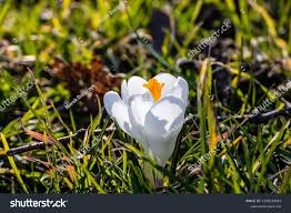 Attēlu rezultāti vaicājumam “Crocus vernus subsp. vernus flower”