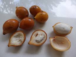 Attēlu rezultāti vaicājumam “Betula humilis fruit”