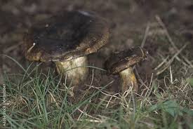 Attēlu rezultāti vaicājumam “Lactarius necator”