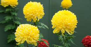 Image result for Chrysanthemum ptarmiciflorum
