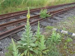 Image result for Verbascum densiflorum