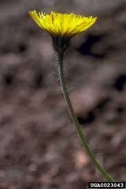 Image result for Hieracium pilosella