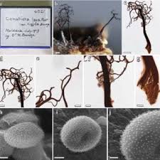 Attēlu rezultāti vaicājumam “Paradiacheopsis sp.”
