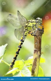 Attēlu rezultāti vaicājumam “Ophiogomphus cecilia”