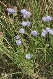 Attēlu rezultāti vaicājumam “Jasione montana”