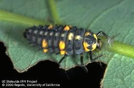 Attēlu rezultāti vaicājumam “Coccinella septempunctata larva”