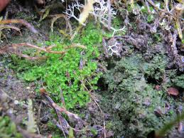 Attēlu rezultāti vaicājumam “Cephaloziella hampeana”