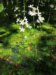 Attēlu rezultāti vaicājumam “Hottonia palustris”