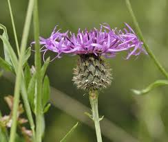 Attēlu rezultāti vaicājumam “Centaurea scabiosa flower”