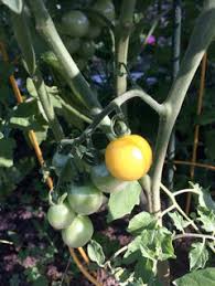 Afbeeldingsresultaat voor blushing yellow tomato