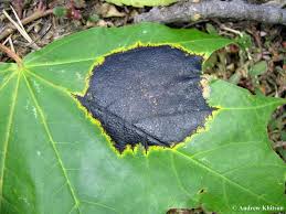 Attēlu rezultāti vaicājumam “Rhytisma acerinum”