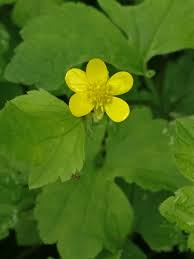 Attēlu rezultāti vaicājumam “Anemone ranunculoides bud”