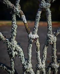 Attēlu rezultāti vaicājumam “Chiloscyphus polyanthos sporophyte”
