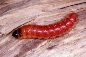 Attēlu rezultāti vaicājumam “Cossus cossus larva”