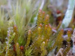 Attēlu rezultāti vaicājumam “Barbilophozia kunzeana”