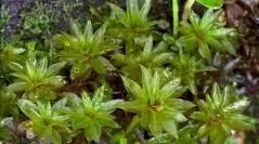 Attēlu rezultāti vaicājumam “Bryum funkii macro”