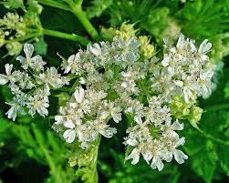 Image result for Myrrhis odorata