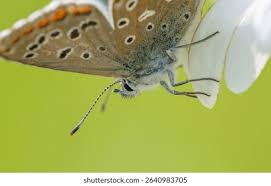Attēlu rezultāti vaicājumam “Plebejus idas underside”