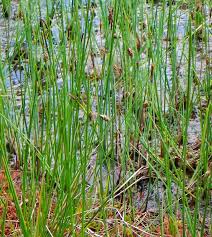 Attēlu rezultāti vaicājumam “Carex paupercula”