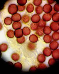 Attēlu rezultāti vaicājumam “Physarum pseudoalexandrowiczii”