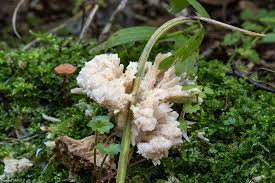 Attēlu rezultāti vaicājumam “Sebacina incrustans”