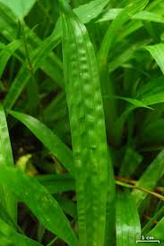 Attēlu rezultāti vaicājumam “Carex scandinavica”