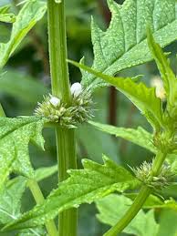 Attēlu rezultāti vaicājumam “Lycopus europaeus flower”